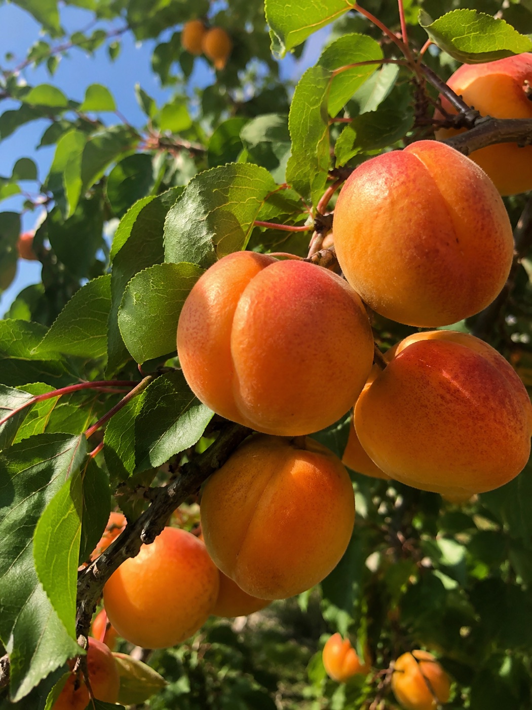 Fresh Bulgarian apricots ripening on the tree