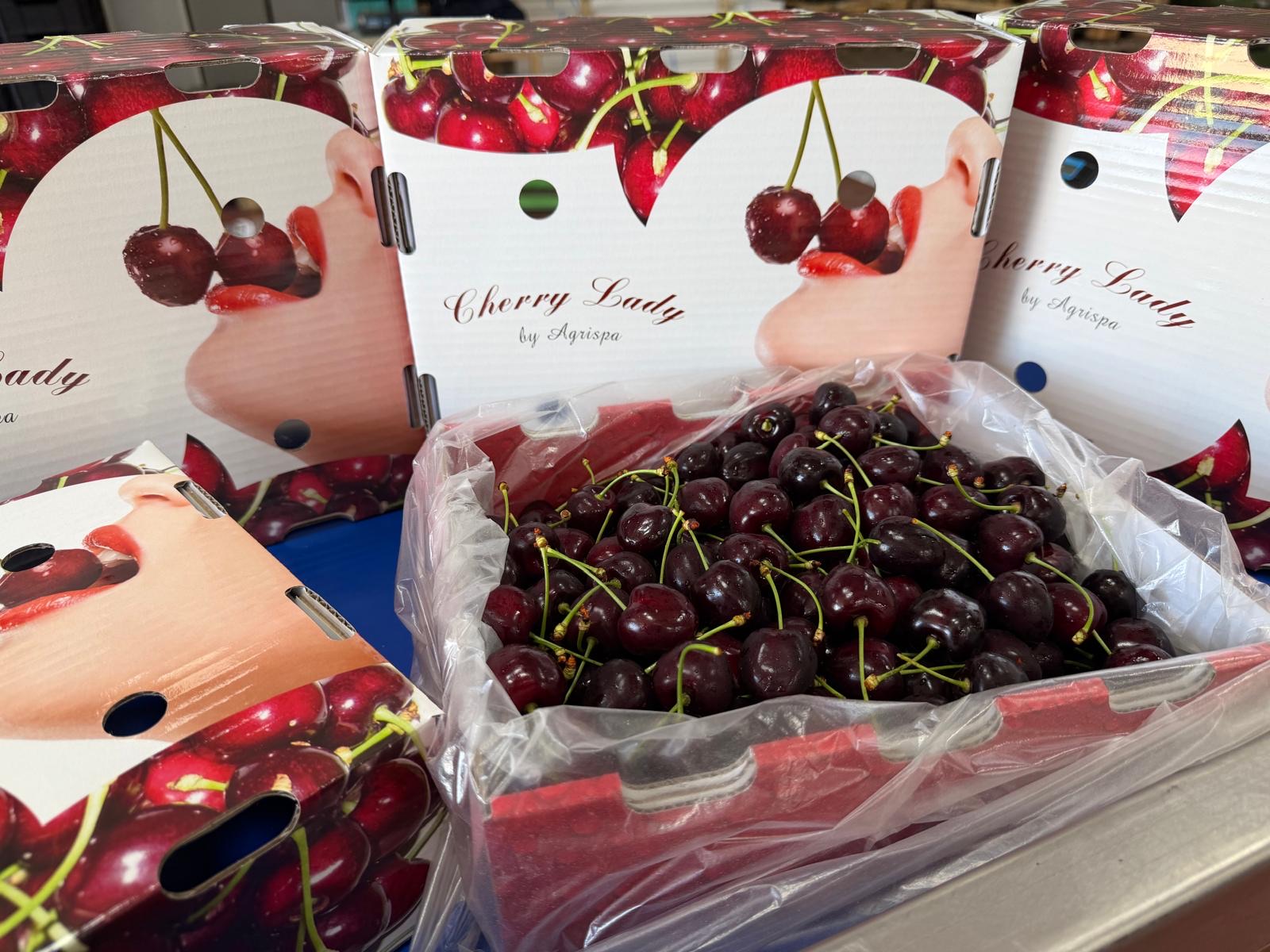 Premium Bulgarian cherries in Agrispa Cherry Lady packaging, ready for export