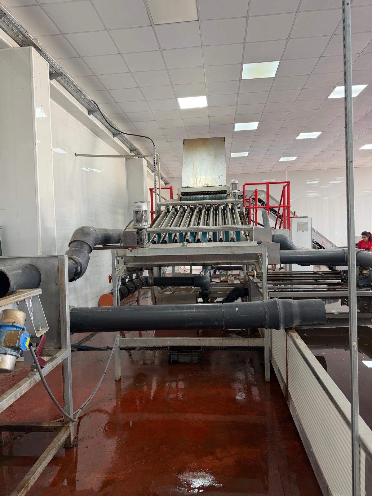 Agrispa fruit sorting and calibration line — GlobalGAP and GRASP certified packing facility